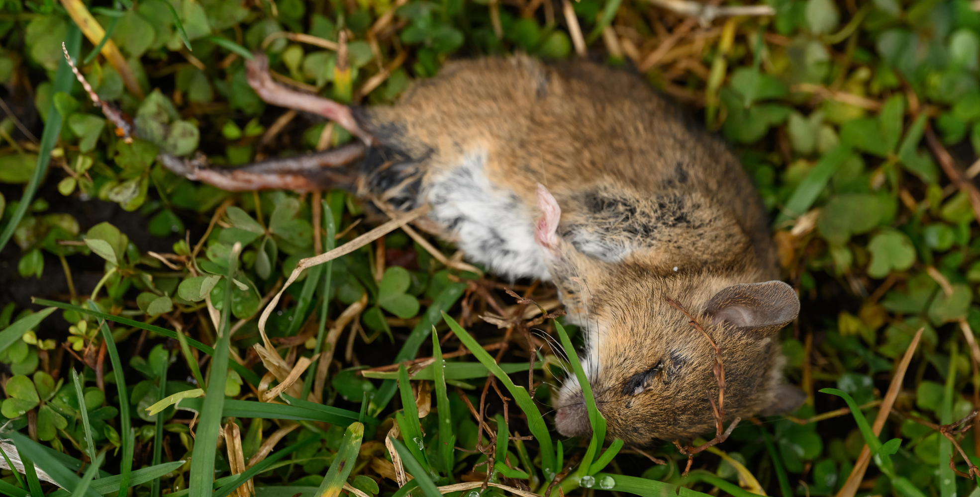 A dead brown mouse, evidence of effective pest control, lies on its side in green grass and clover.